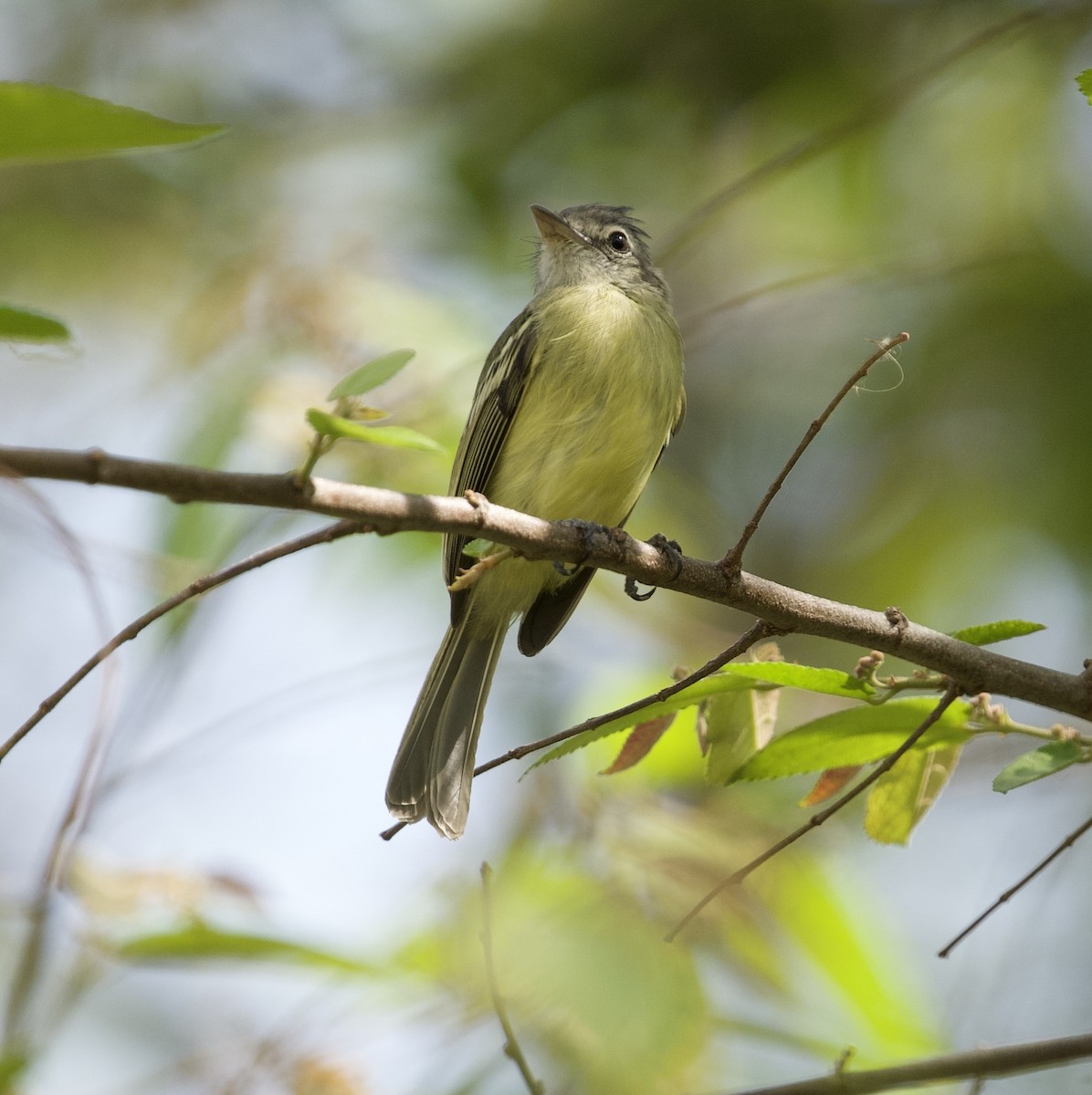 Pacific Elaenia - ML628101950