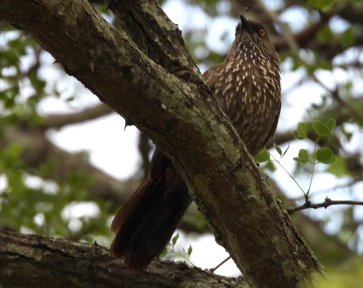 Arrow-marked Babbler - ML628101982