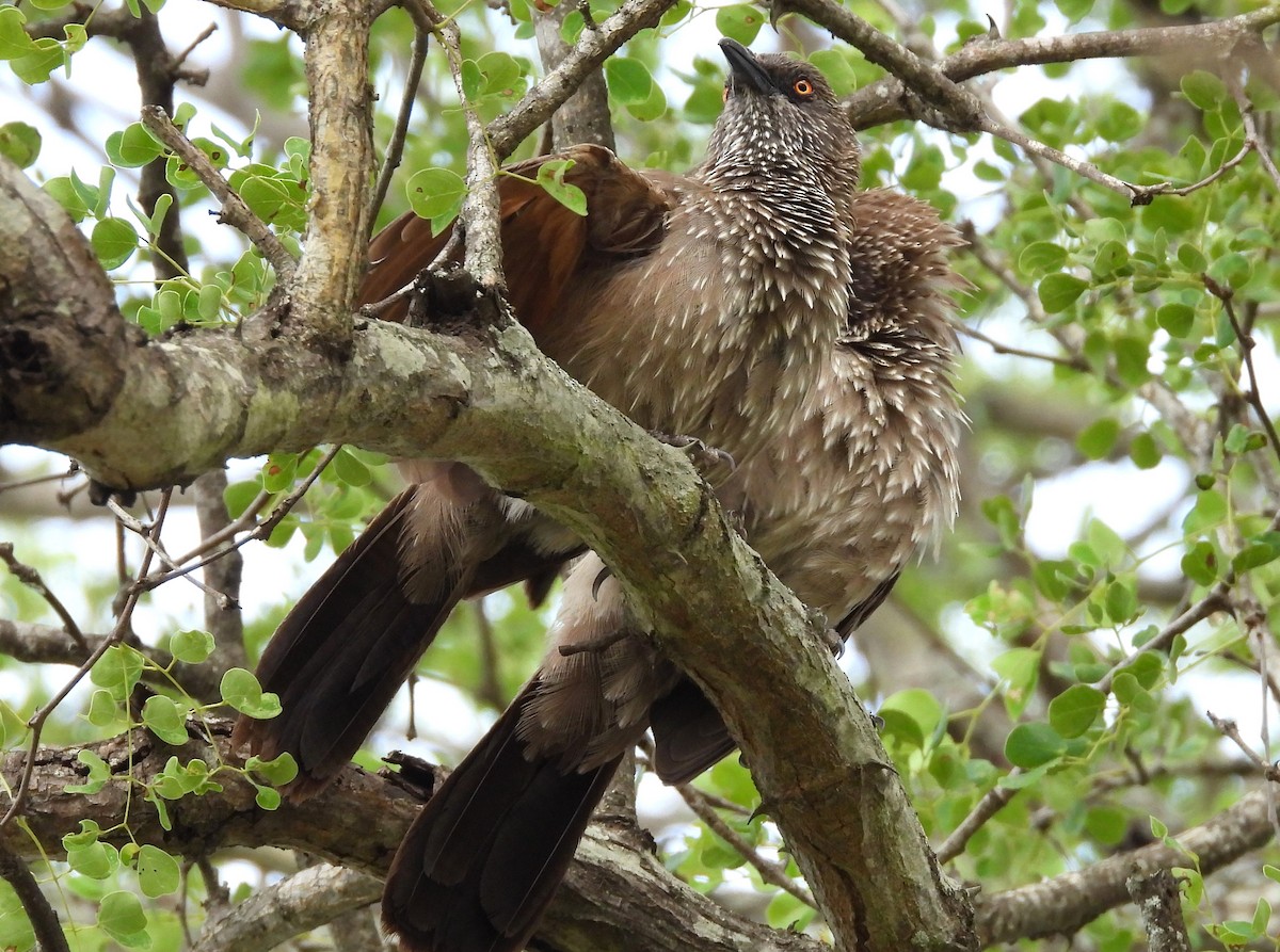 Arrow-marked Babbler - ML628102076