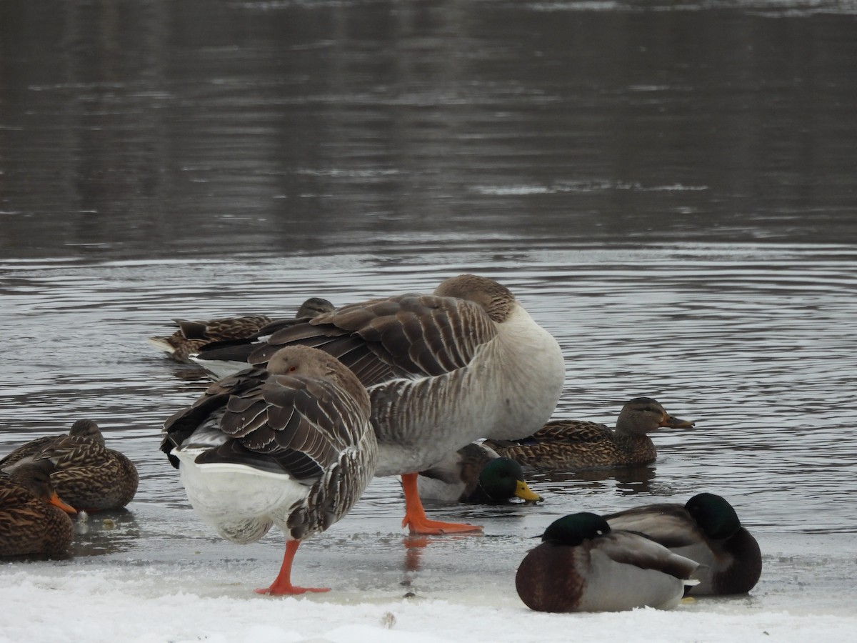 Graylag Goose (Domestic type) - ML628102077