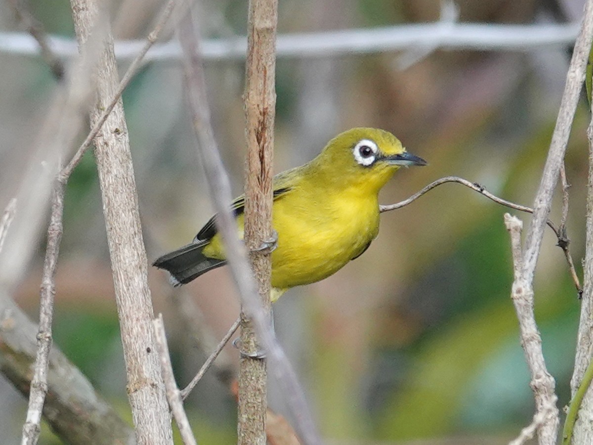 Lemon-bellied White-eye - ML628102094