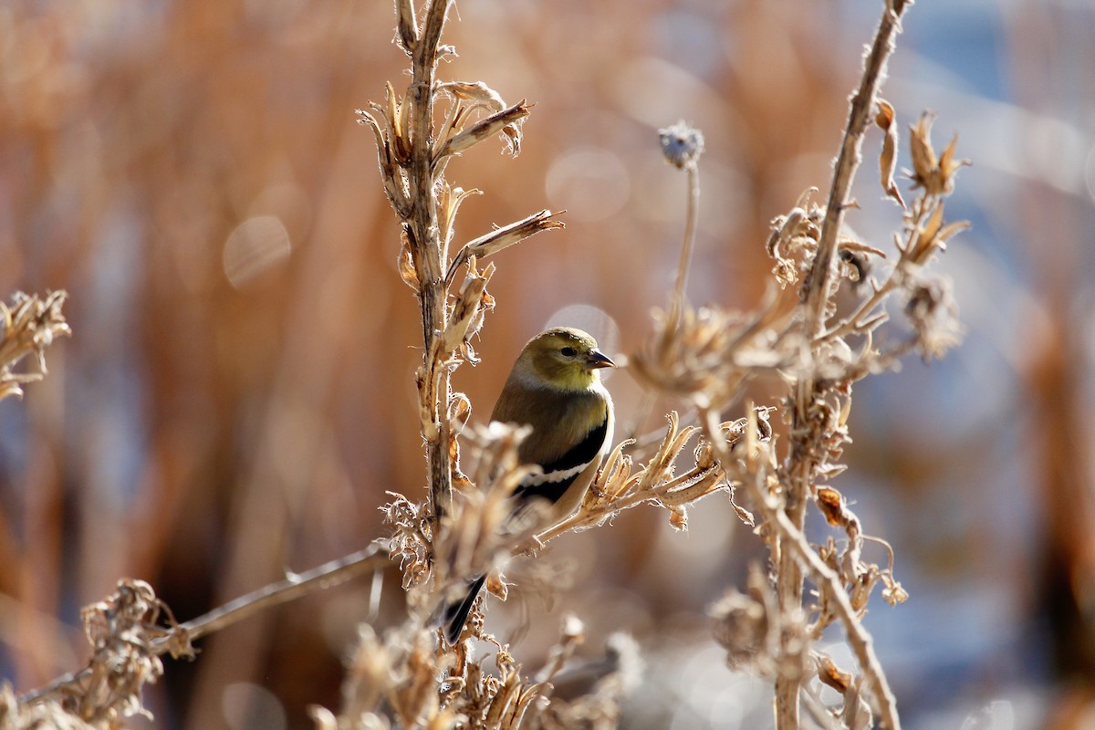 American Goldfinch - ML628102303