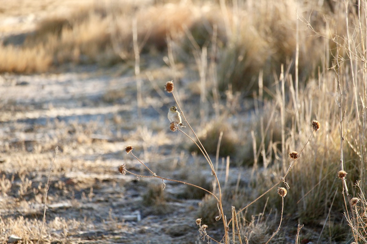 American Goldfinch - ML628102559