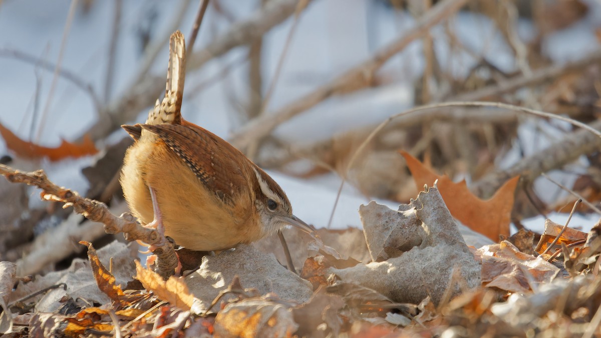 Carolina Wren - ML628102566