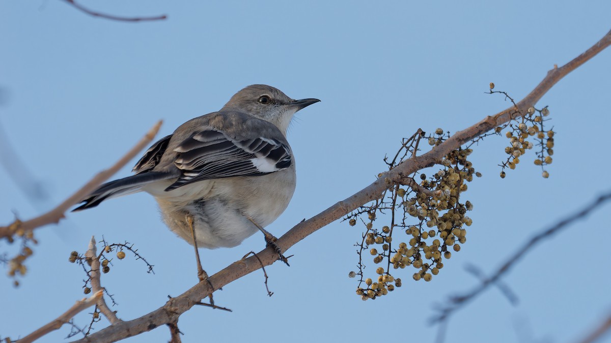 Northern Mockingbird - ML628102570