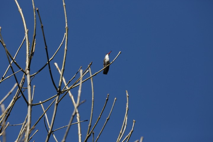 Violet-crowned Hummingbird - ML628102584