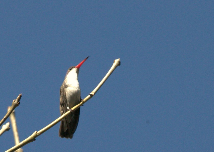 Violet-crowned Hummingbird - ML628102595