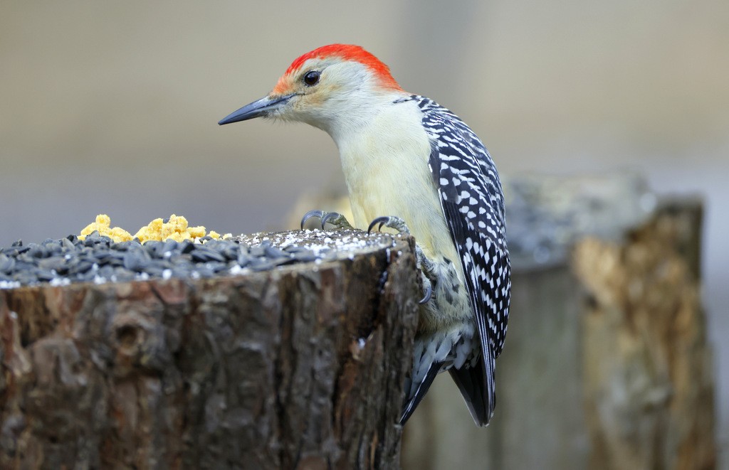 Red-bellied Woodpecker - ML628102633