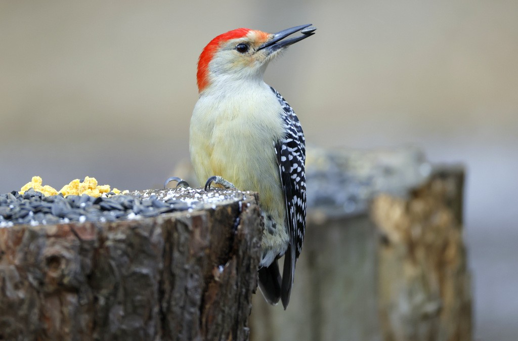 Red-bellied Woodpecker - ML628102637