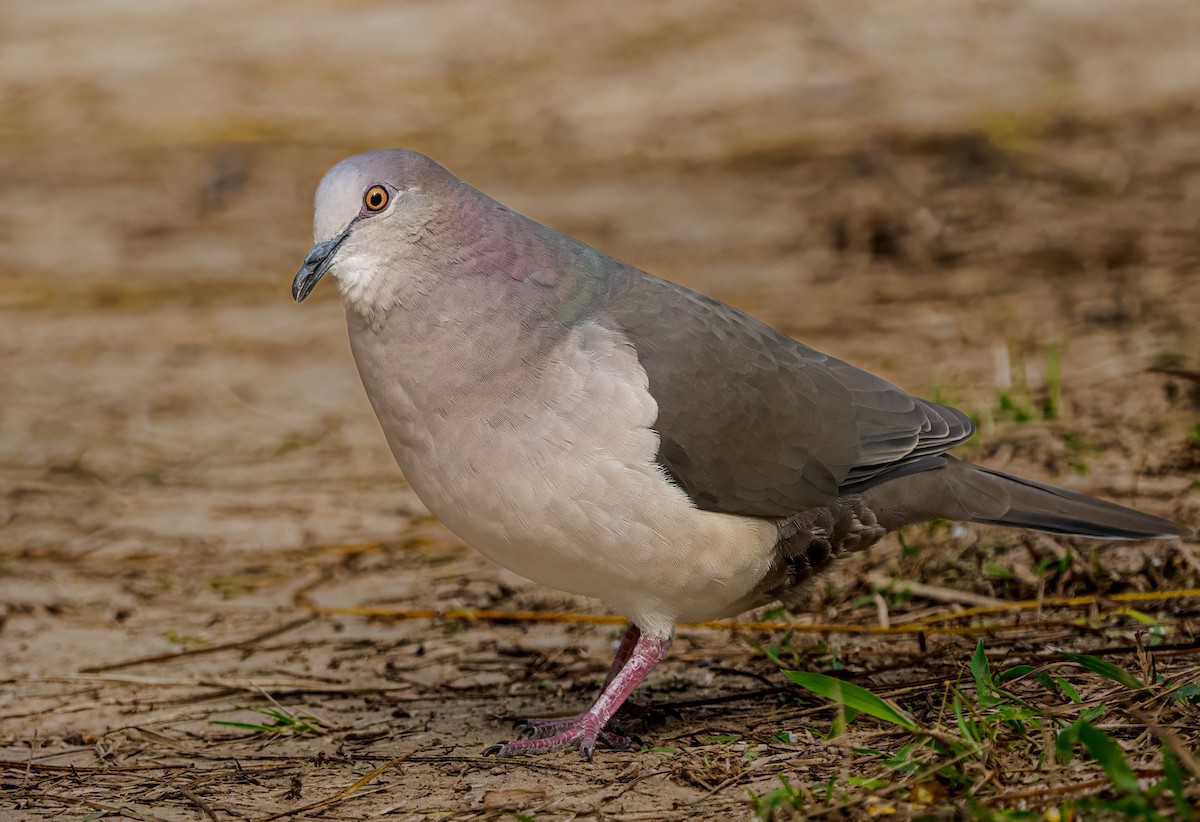 White-tipped Dove - ML628102642