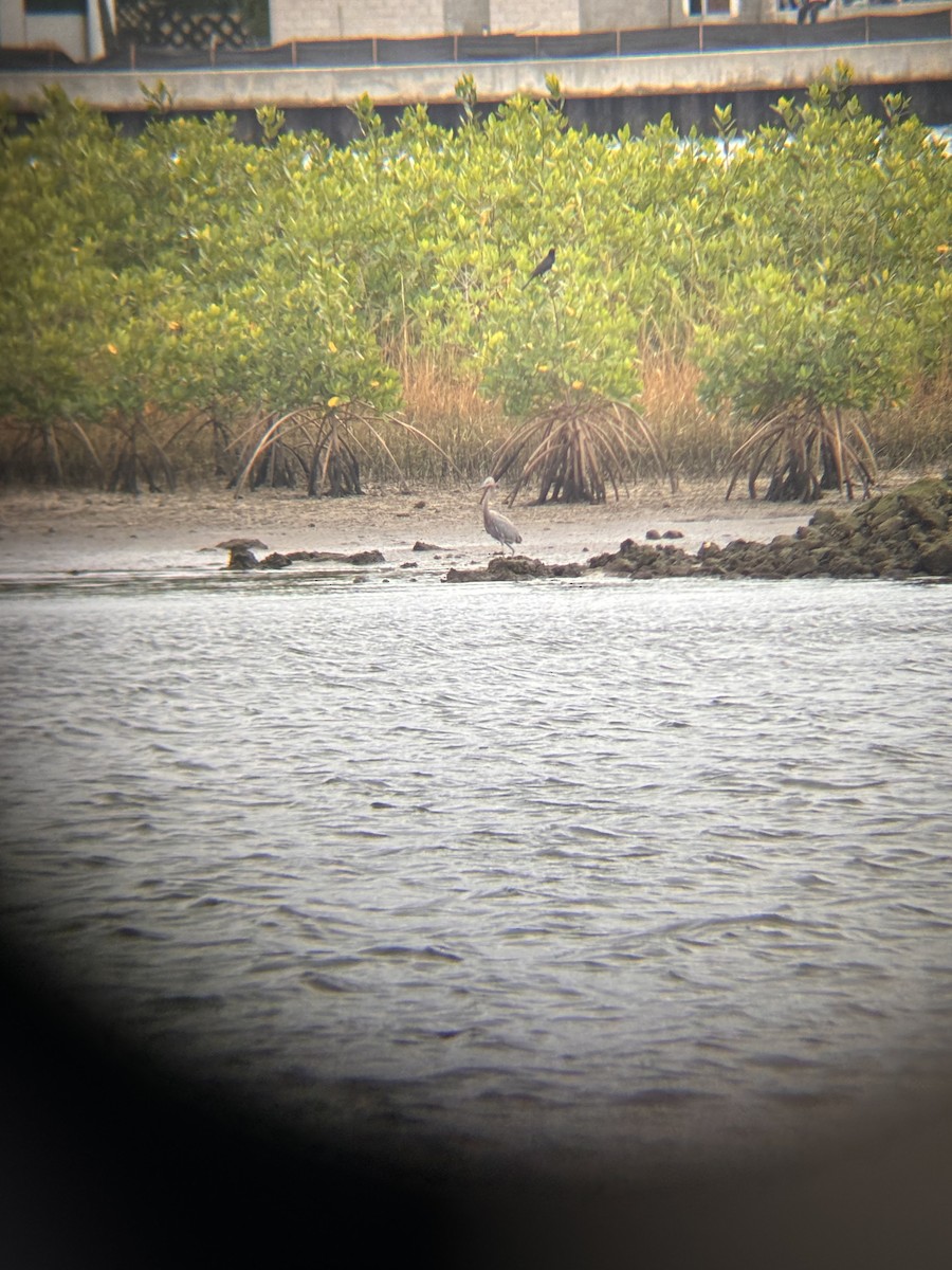 Reddish Egret - ML628102654