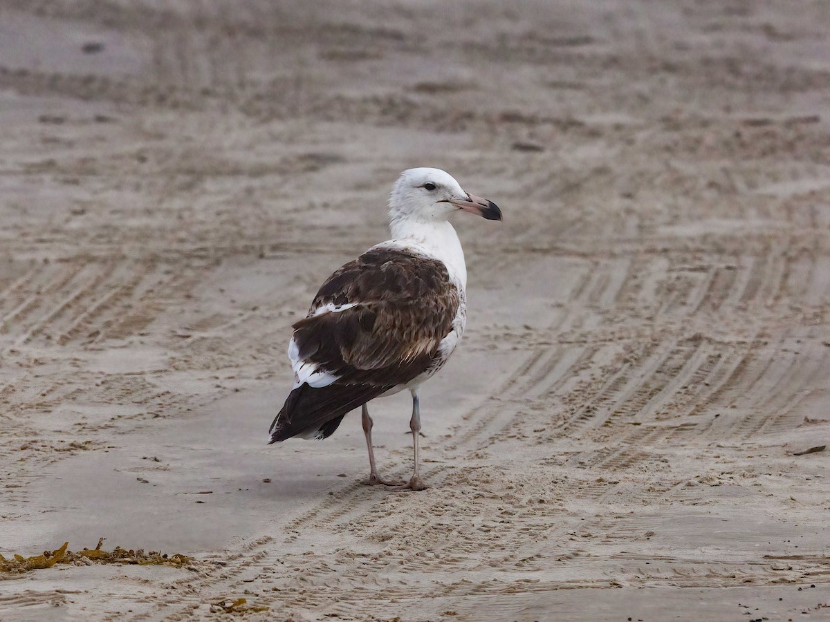 ml628102892-kelp-gull-macaulay-library