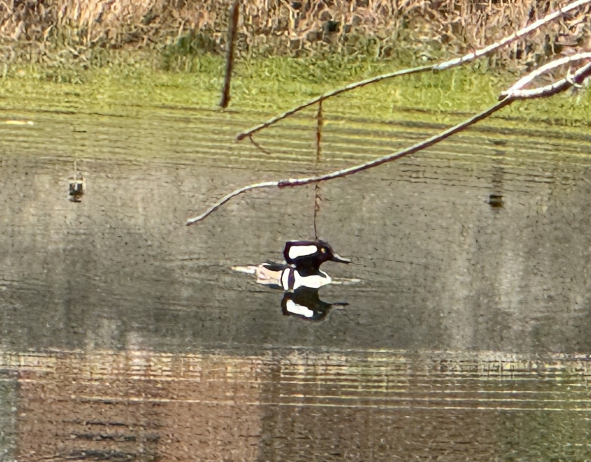 Hooded Merganser - ML628102996