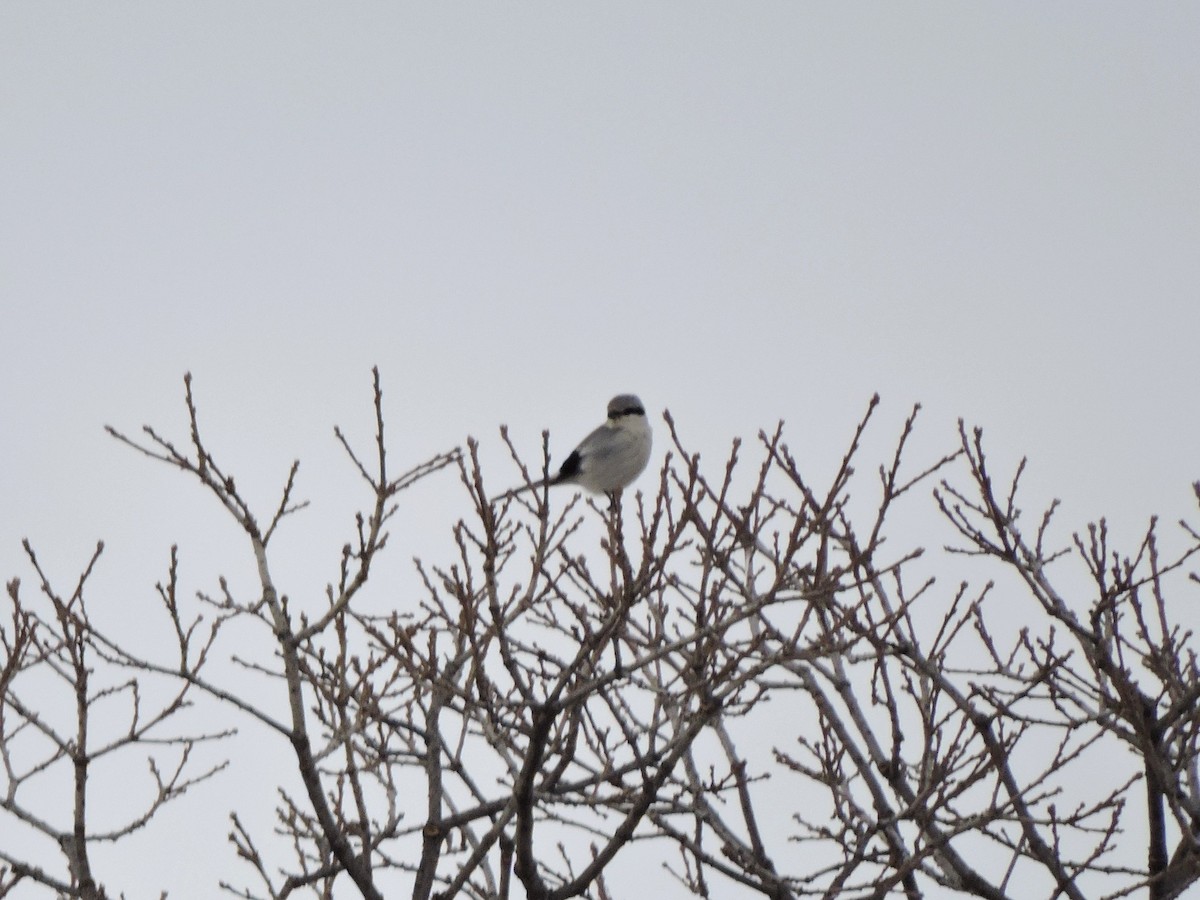 Northern Shrike - ML628103009