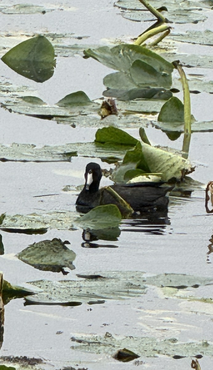 American Coot - ML628103043