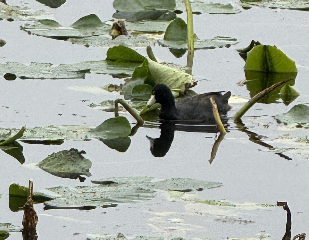 American Coot - ML628103044