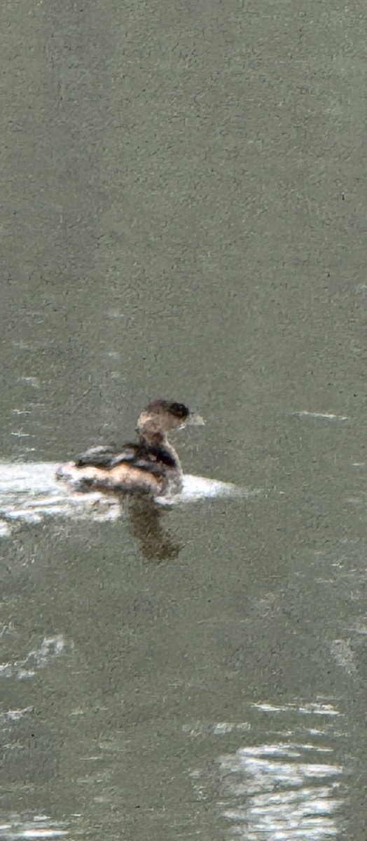 Pied-billed Grebe - ML628103072