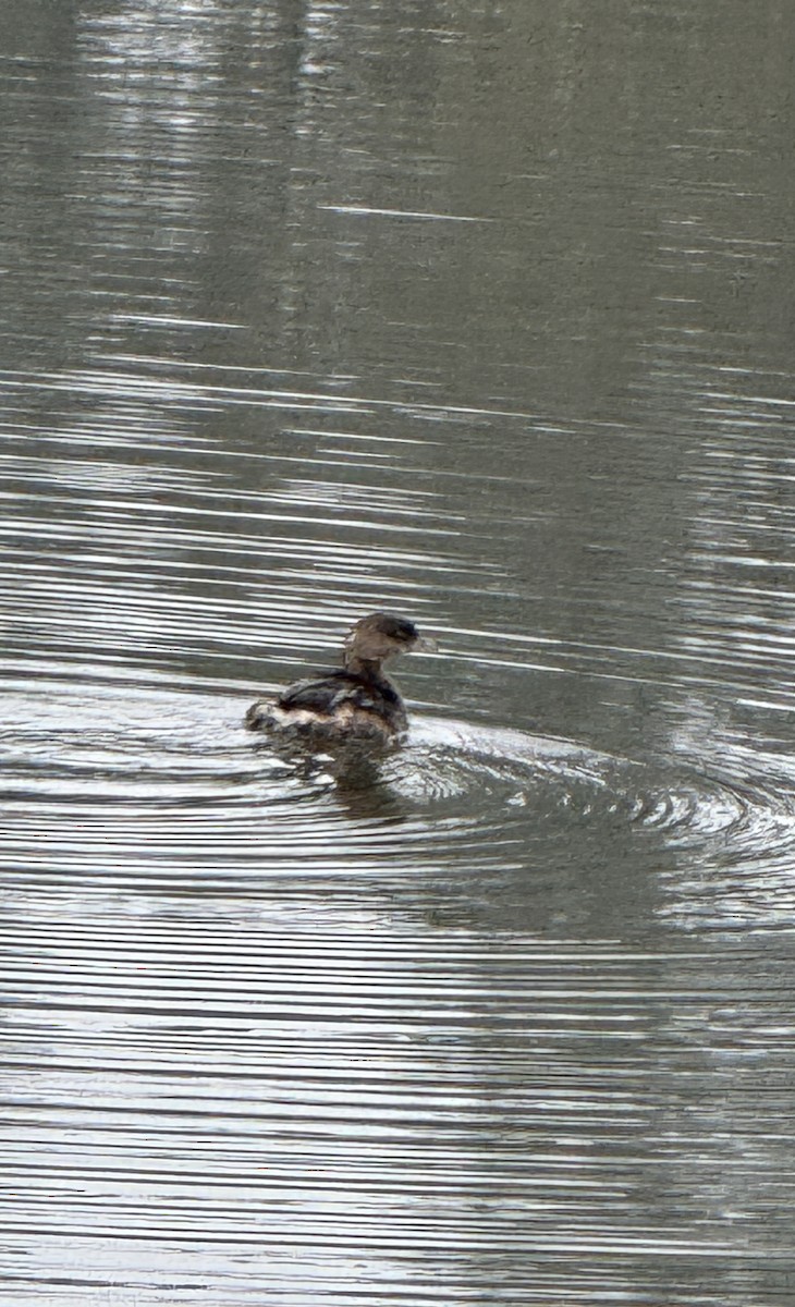 Pied-billed Grebe - ML628103073