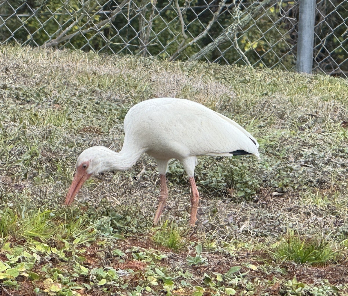 White Ibis - ML628103089