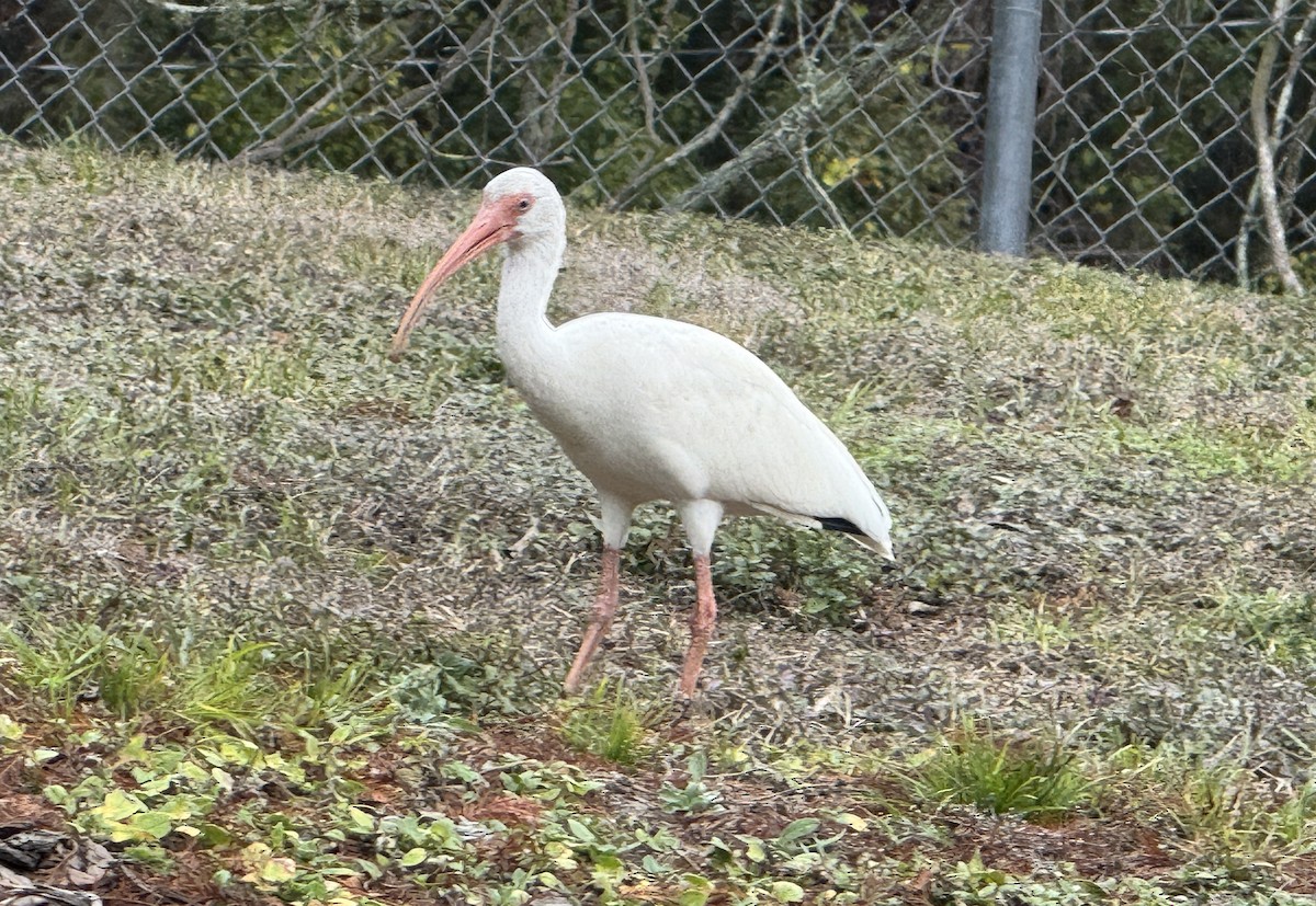 White Ibis - ML628103090