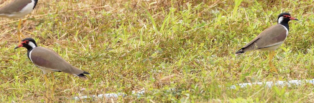 Red-wattled Lapwing - ML628103103