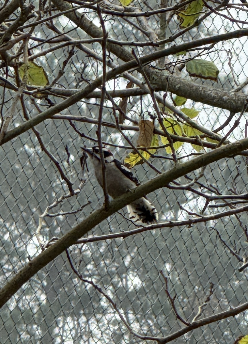 Downy Woodpecker - ML628103111