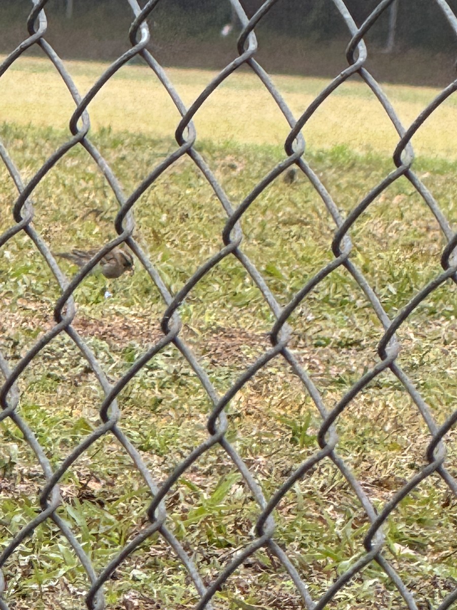 Chipping Sparrow - ML628103143