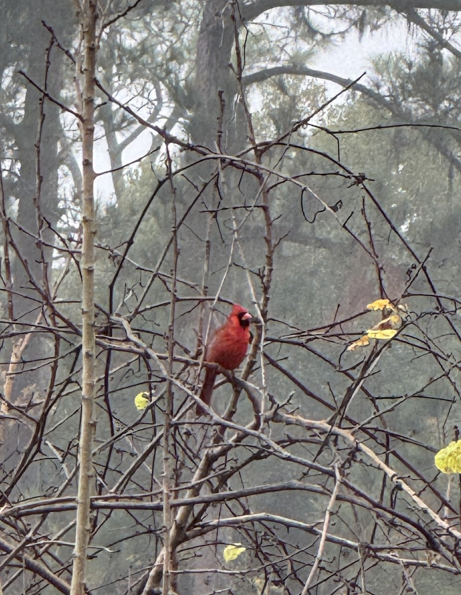 Northern Cardinal - ML628103156