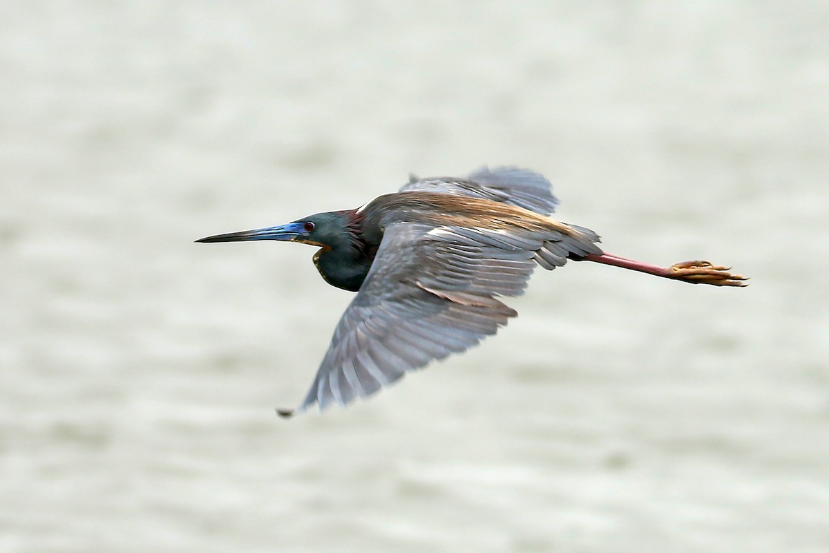 Tricolored Heron - ML628103206