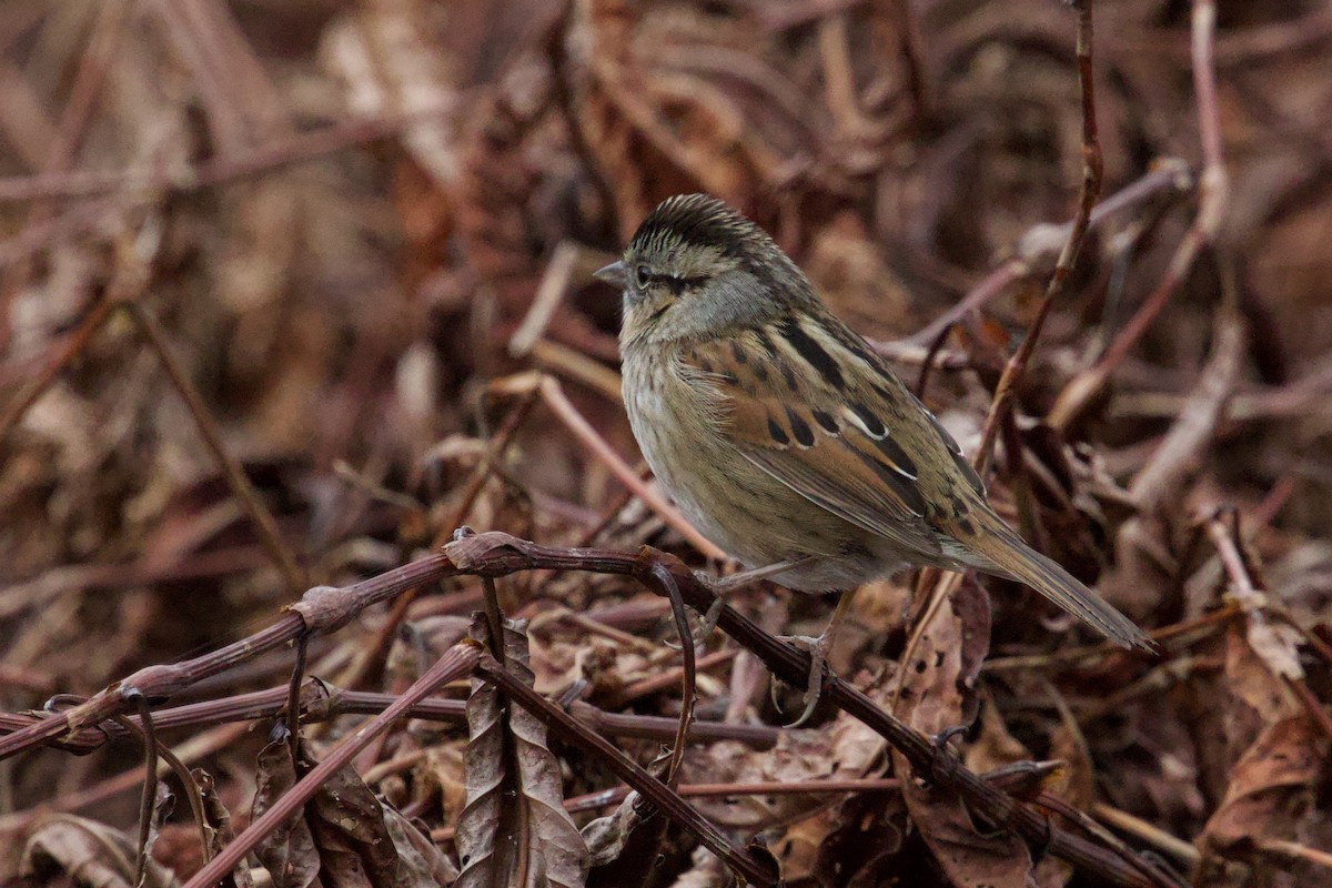 Swamp Sparrow - ML628103274