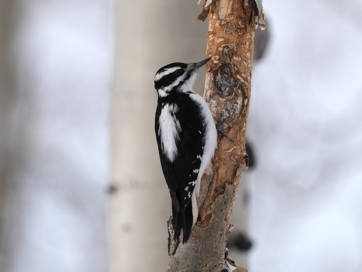 Hairy Woodpecker - ML628103413