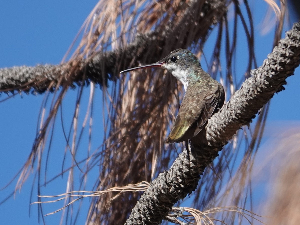 Violet-crowned Hummingbird - ML628103417