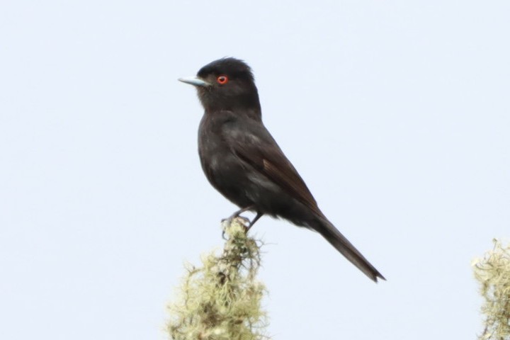 Blue-billed Black-Tyrant - ML628103542