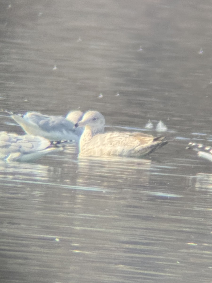 American Herring x Glaucous Gull (hybrid) - ML628103644