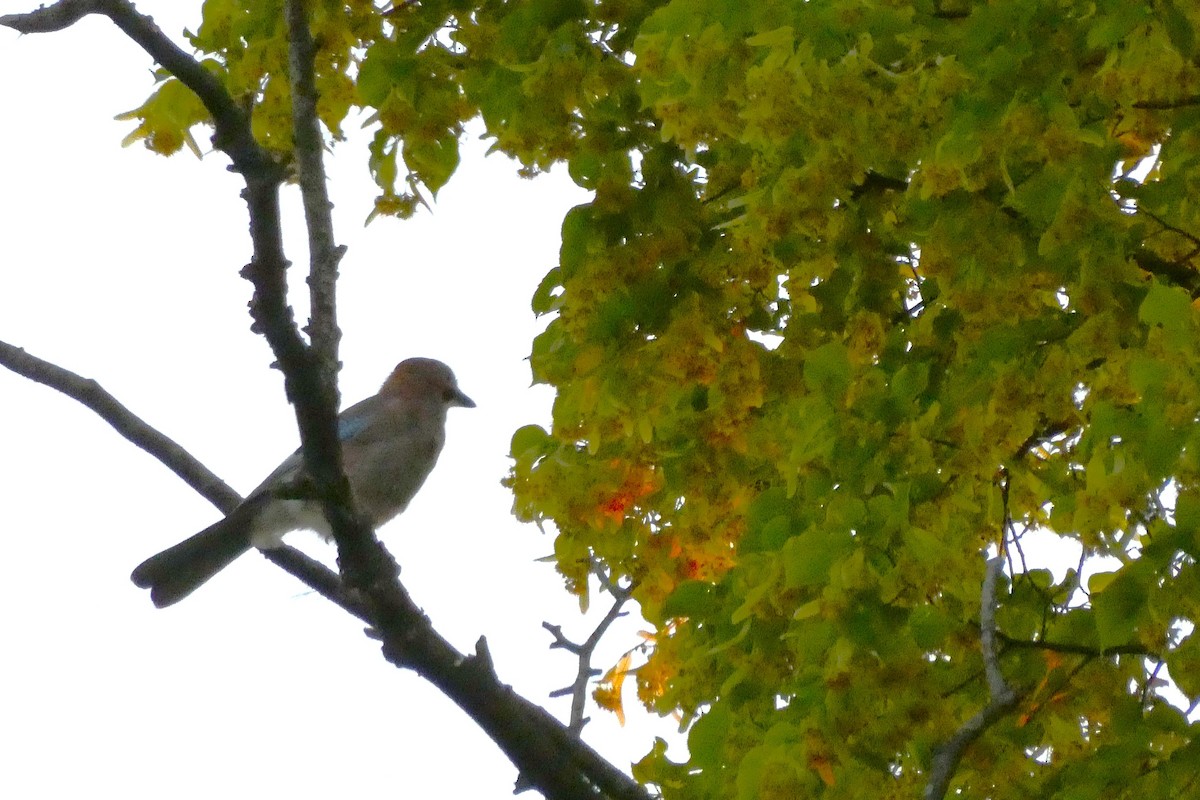 Eurasian Jay - ML628103823
