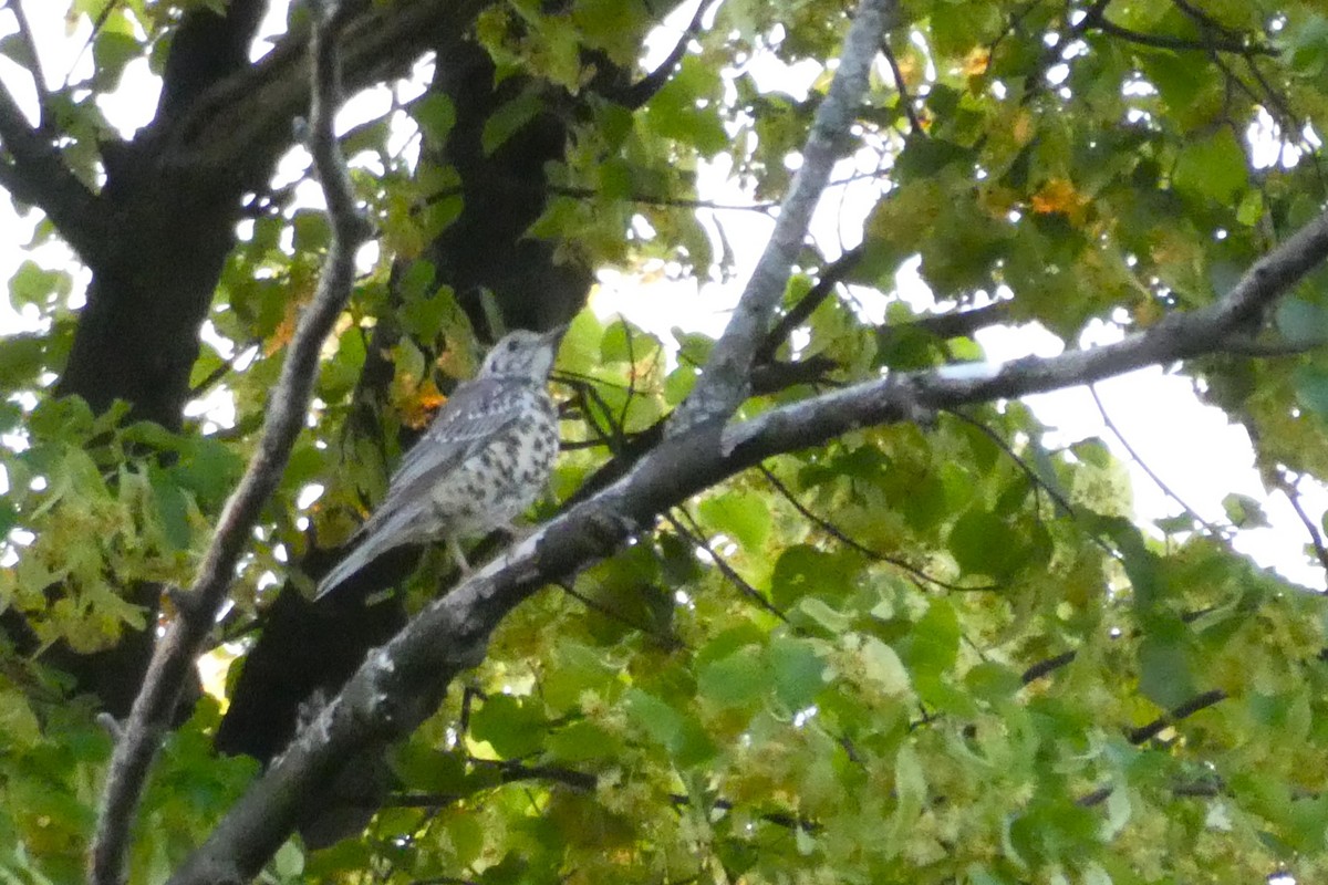 Mistle Thrush - ML628103835