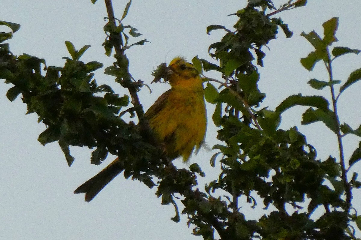 Yellowhammer - ML628103847