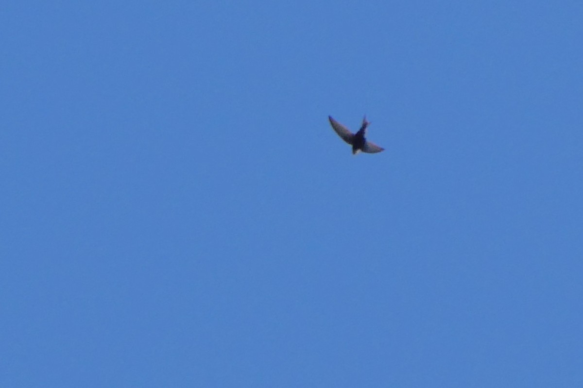 Common Swift - ML628103900