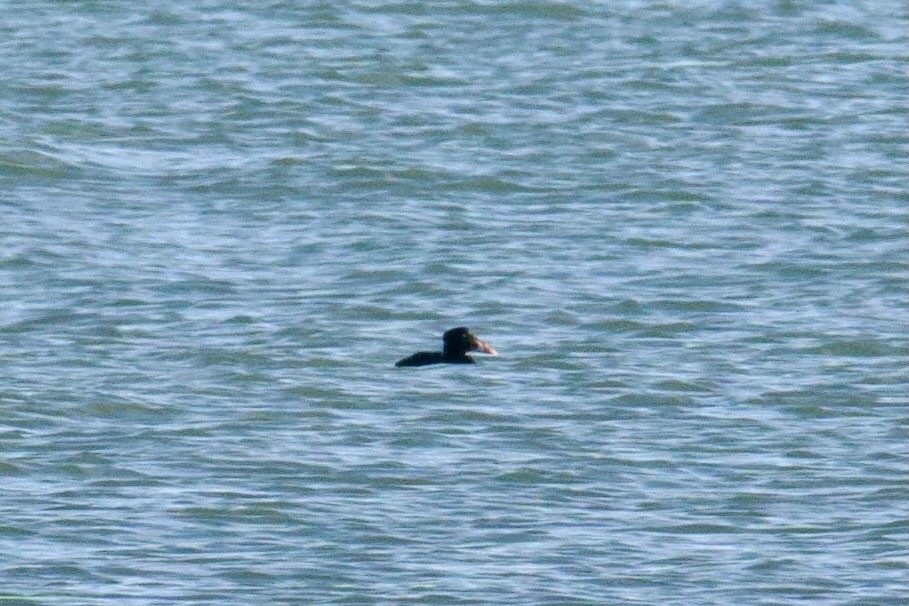 Surf Scoter - ML628104051