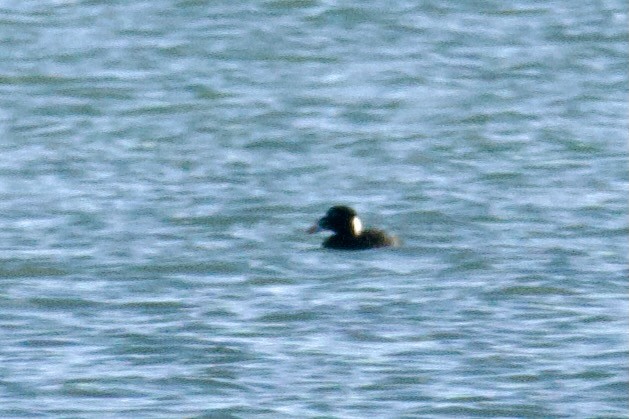 Surf Scoter - ML628104052