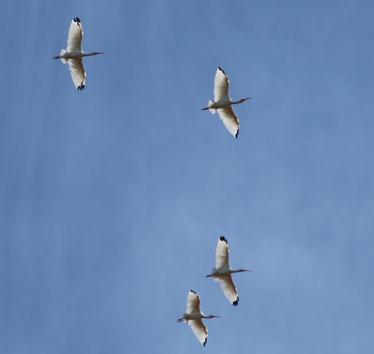 White Ibis - ML628104157