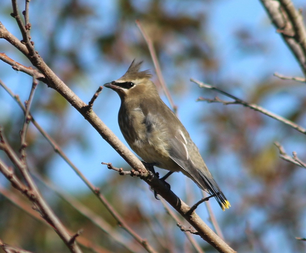 Cedar Waxwing - ML628104173