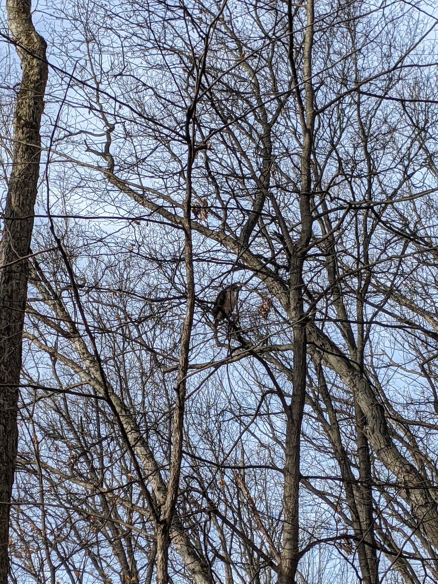 Red-tailed Hawk - ML628104181