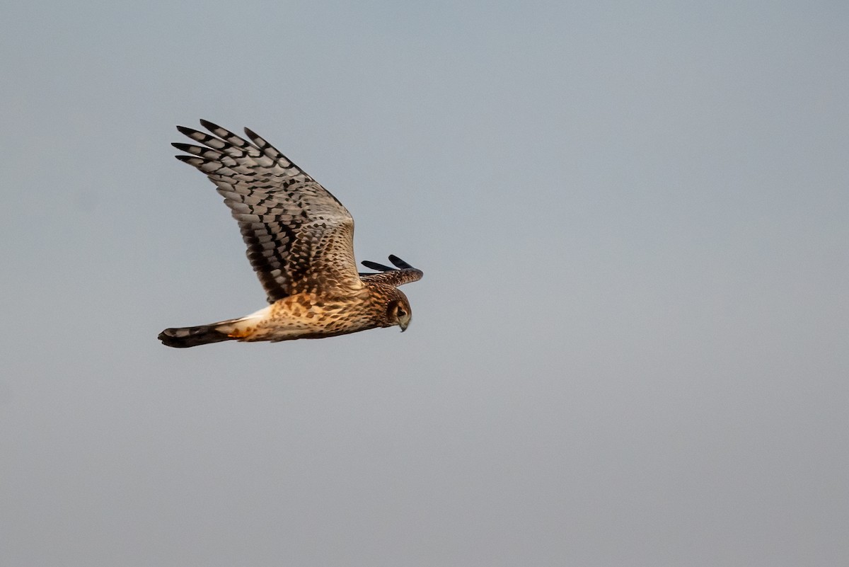 Aguilucho de Hudson - ML628104182