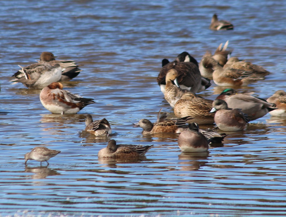 Eurasian Wigeon - ML628104191