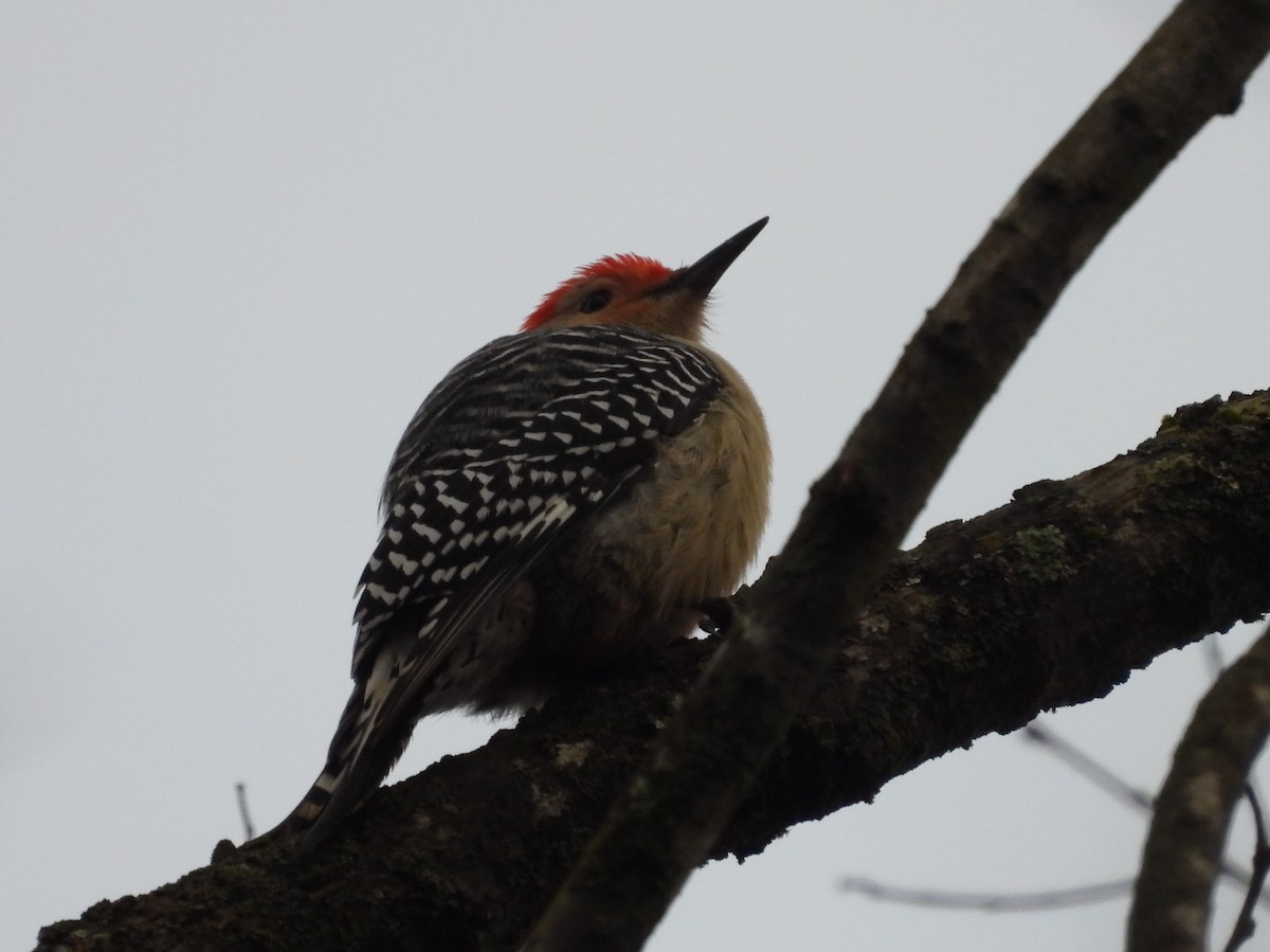 Red-bellied Woodpecker - ML628104252