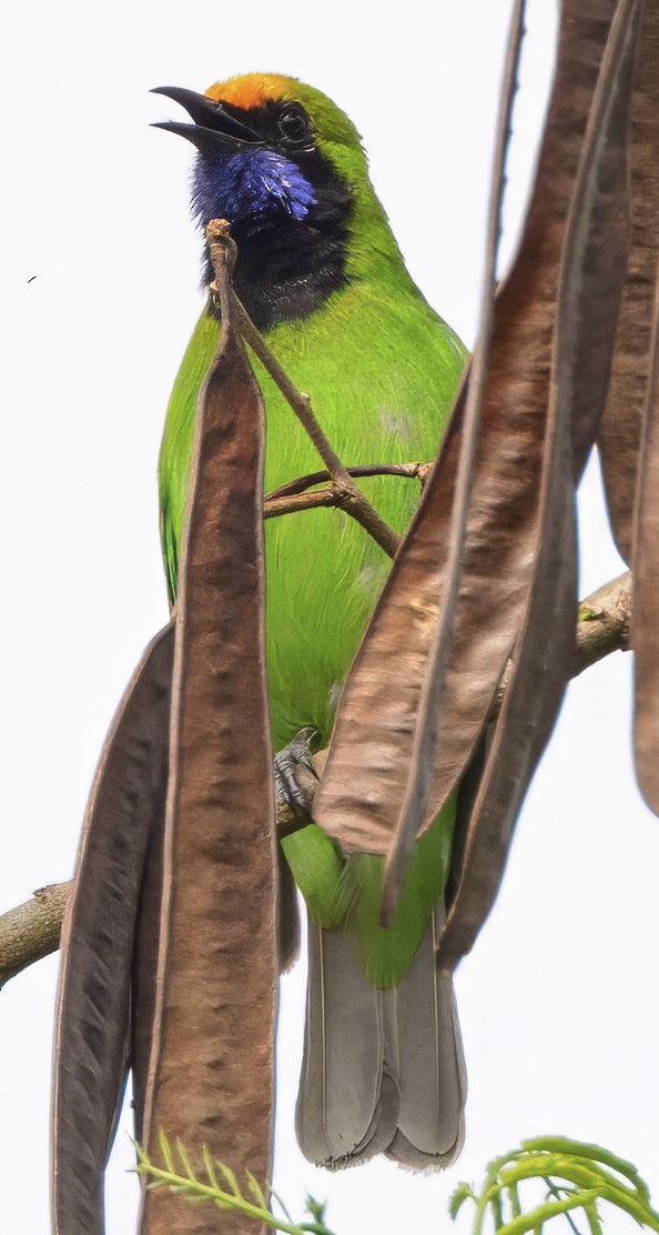 Golden-fronted Leafbird - ML628104292