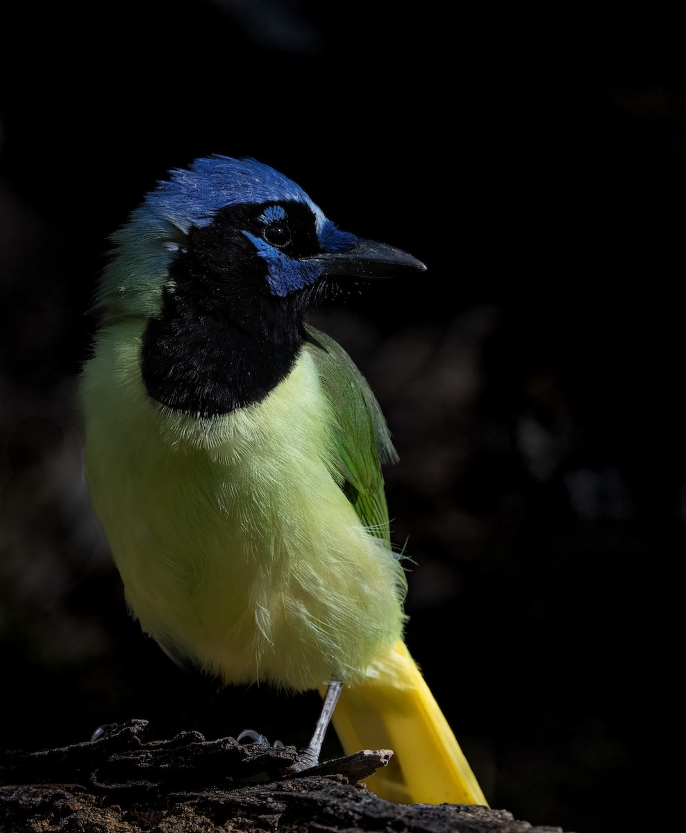 Green Jay - ML628104337