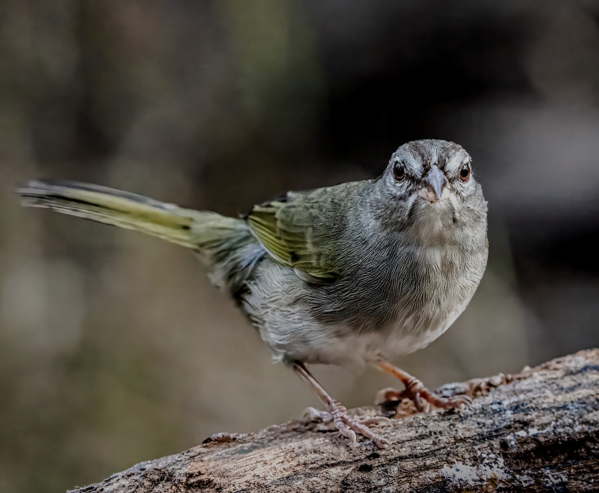 Olive Sparrow - ML628104422