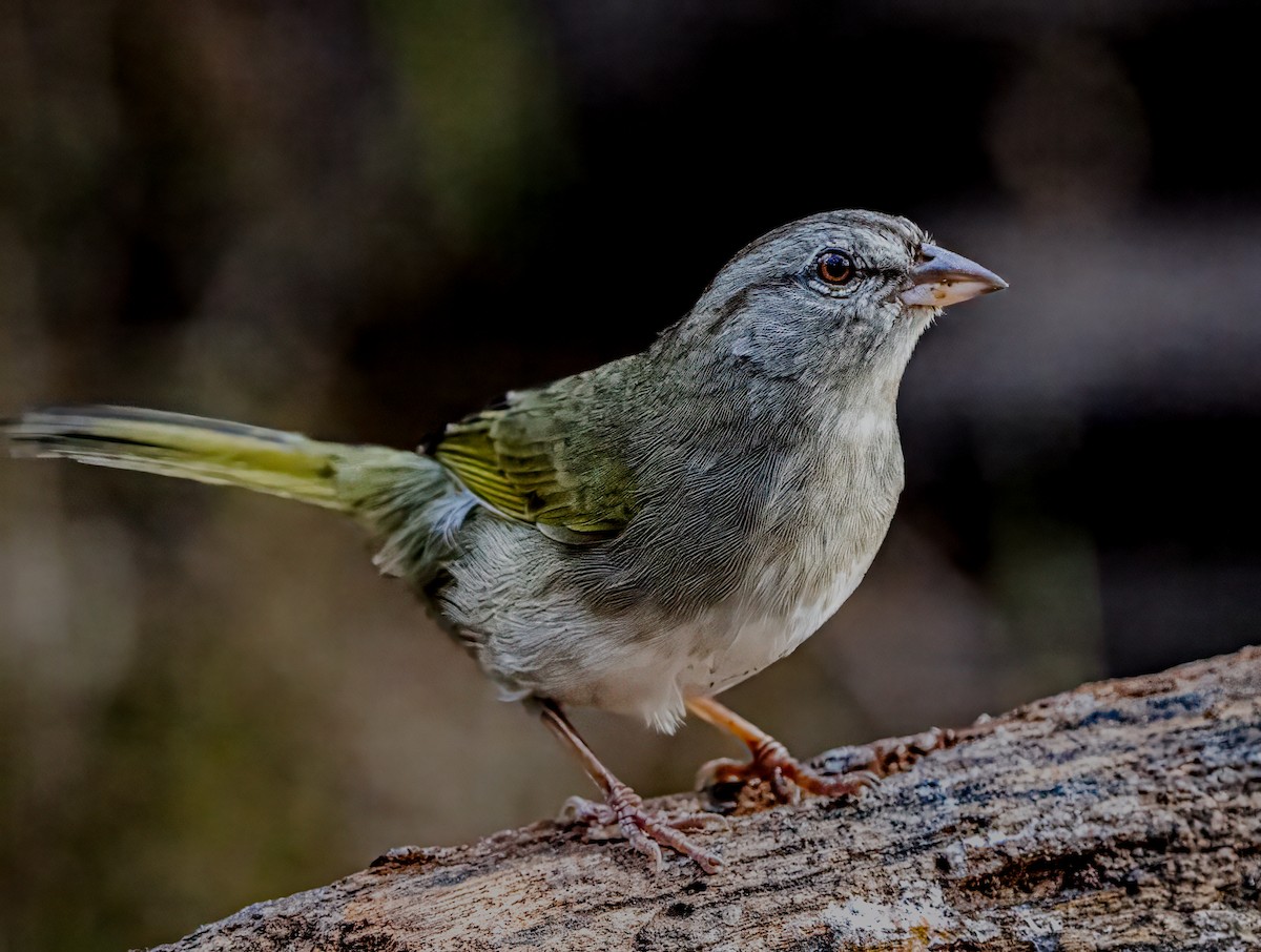 Olive Sparrow - ML628104423